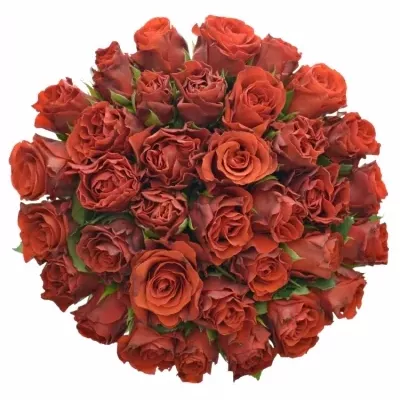 Kytice 35 červených růží El Toro 35cm
