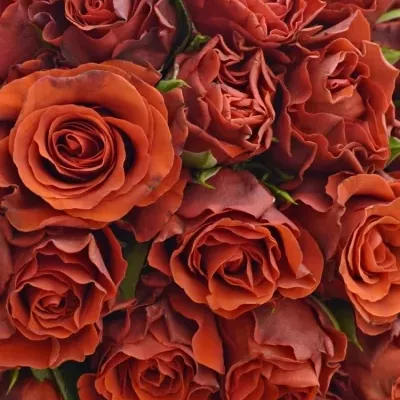Kytice 35 červených růží EL TORO 30cm