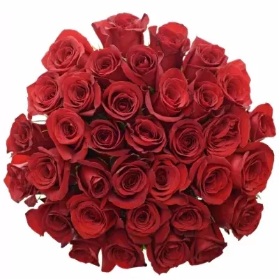 Kytice 35 červených růží FREEDOM 40cm
