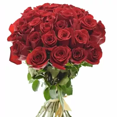 Kytice 35 červených růží FREEDOM 40cm