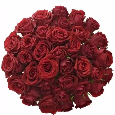 Kytice 35 červených růží FURIOSA 70cm