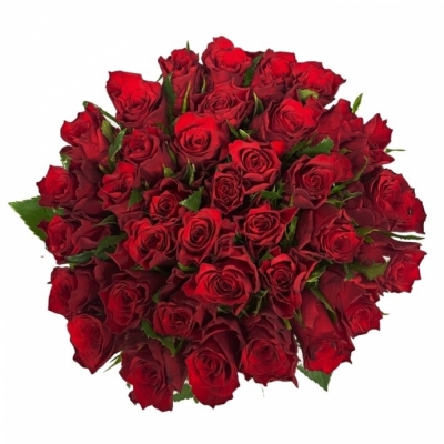 Jednodruhová kytice 35 červených růží INFRARED 70 cm