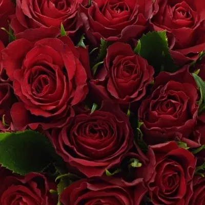 Kytice 35 červených růží MANDY 40cm