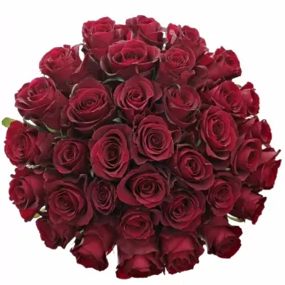 Kytice 35 červených růží NAZCA 50cm