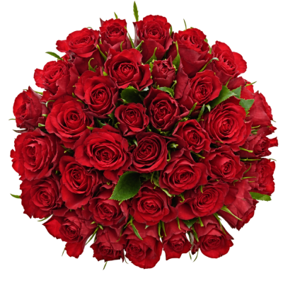 Jednodruhová kytice 35 červených růží RED CALYPSO 60 cm