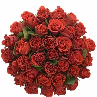 Kytice 35 červených růží RED CORVETTE 60cm