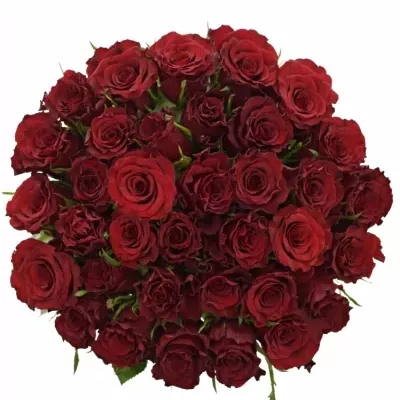Kytice 35 červených růží RED DRAGON 50cm