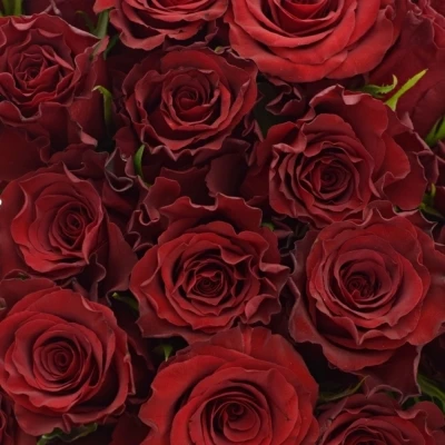 Kytice 35 červených růží RED MOUNTAIN