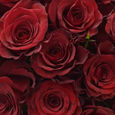 Kytice 35 červených růží RED PARIS 50cm