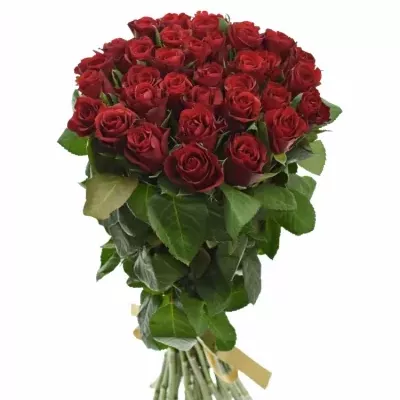 Kytice 35 červených růží RED RIBBON 50cm