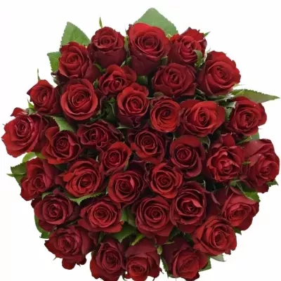 Kytice 35 červených růží RED RIBBON 50cm