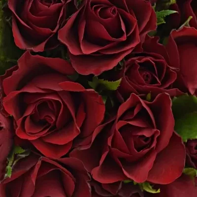Kytice 35 červených růží RHYTHM 50cm