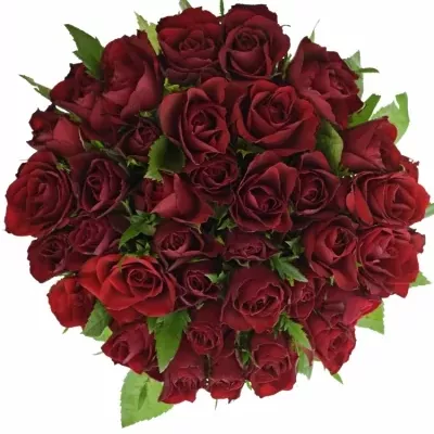 Kytice 35 červených růží RHYTHM 40cm
