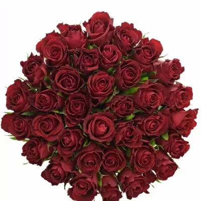 Kytice 35 červených růží SAMOURAI 40cm