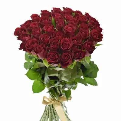 Kytice 35 červených růží SAMOURAI 70cm