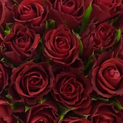 Kytice 35 červených růží SAMOURAI 70cm
