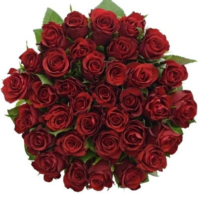 Kytice 35 červených růží SIMPLY RED