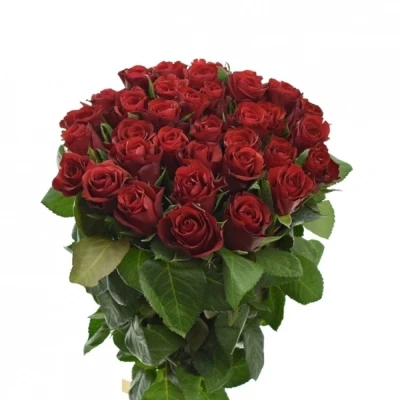 Kytice 35 červených růží SIMPLY RED