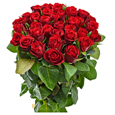 Kytice 35 červených růží SIMPLY RED