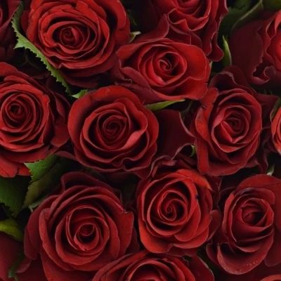 Kytice 35 červených růží SIMPLY RED