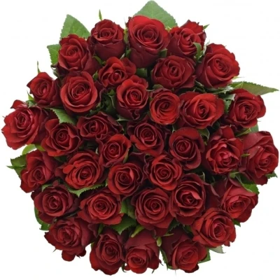 Jednodruhová kytice 35 červených růží SIMPLY RED 50 cm