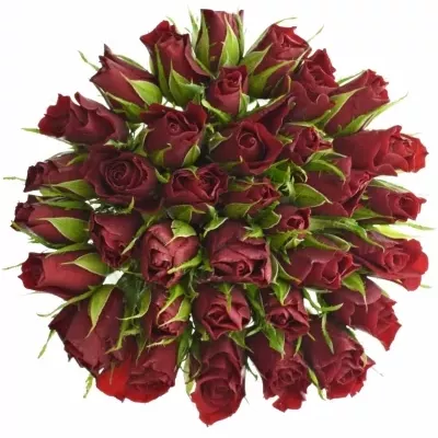 Kytice 35 červených růží VALENTINO 40cm