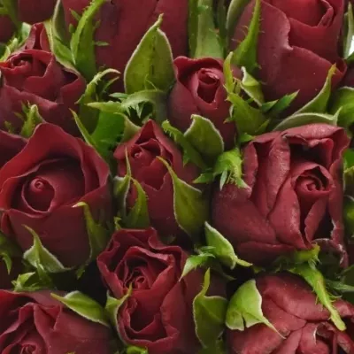 Kytice 35 červených růží VALENTINO