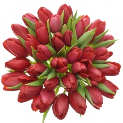 Kytice 35 červených tulipánů STRONG LOVE