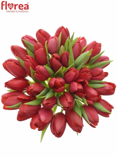 Kytice 35 červených tulipánů 30cm