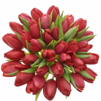 Kytice 35 červených tulipánů 30cm