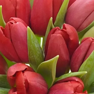Kytica 35 červených tulipánov STRONG LOVE