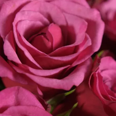 Kytice 35 fialových růží AMALIA 50cm