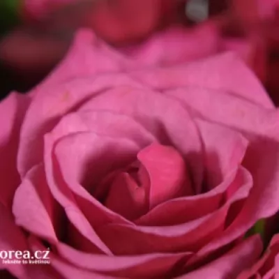 Kytice 35 fialových růží AMALIA 50cm