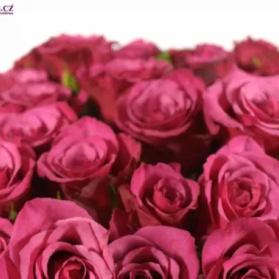Kytice 35 fialových růží AMALIA 50cm