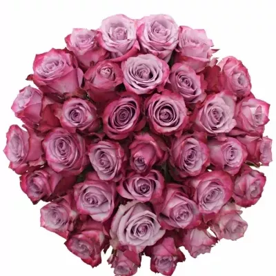 Kytice 35 fialových růží DEEP PURPLE 50cm