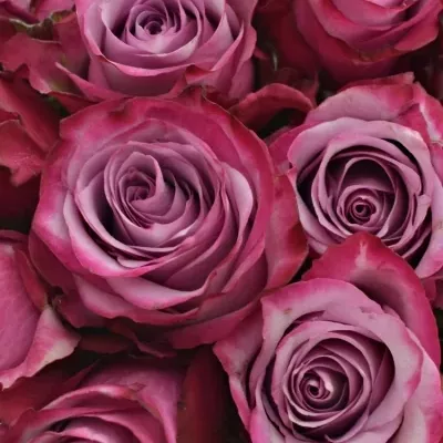Kytice 35 fialových růží DEEP PURPLE 60cm