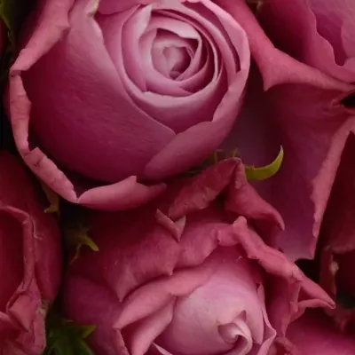 Kytice 35 fialových růží DEEP WATER 40cm