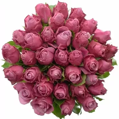 Kytice 35 fialových růží DEEP WATER 40cm