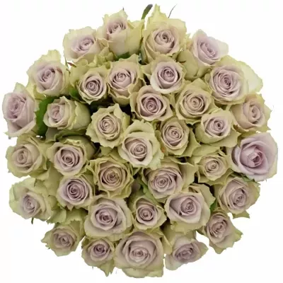 Kytice 35 fialových růží FIFTH AVENUE! 40cm