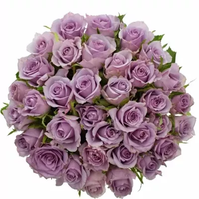 Kytice 35 fialových růží JAZZ 40cm