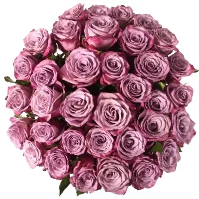 Kytice 35 fialových růží MARITIM 40cm