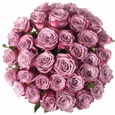Kytice 35 fialových růží MOODY BLUES 50cm