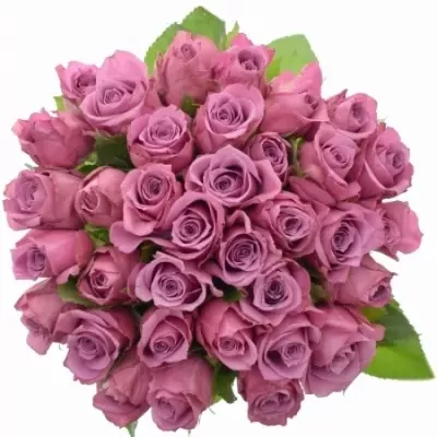Kytice 35 fialových růží NEW ORLEANS 60cm