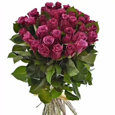 Kytice 35 fialových růží SHOGUN 40cm