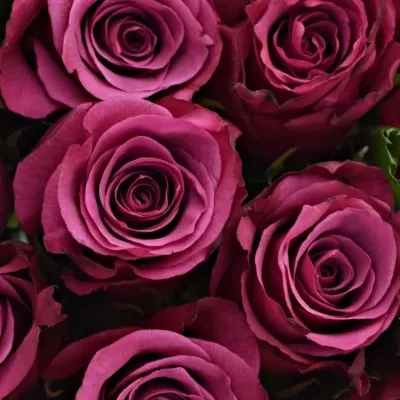 Kytice 35 fialových růží SHOGUN 40cm