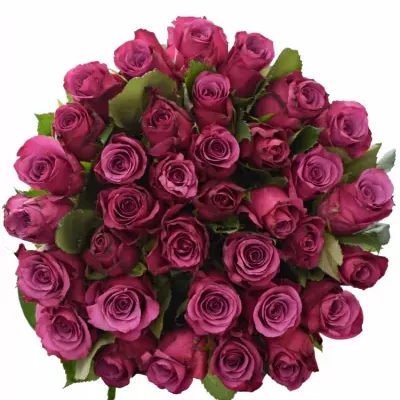 Kytice 35 fialových růží SHOGUN 40cm