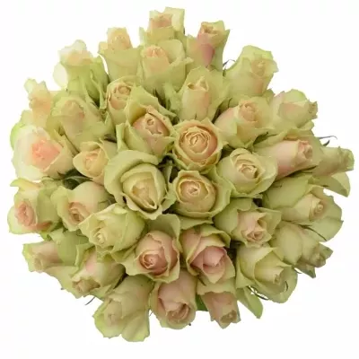 Jednodruhová kytice 35 zelených růží LA BELLE 50 cm