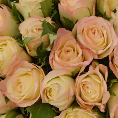 Kytice 35 krémových růží MARILYN 50cm