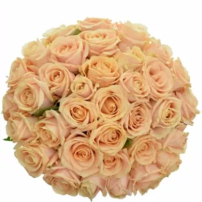 Kytice 35 krémových růží PEARL AVALANCHE+ 50cm