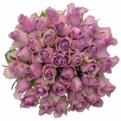 Kytice 35 fialových růží NIGHTINGALE 50cm